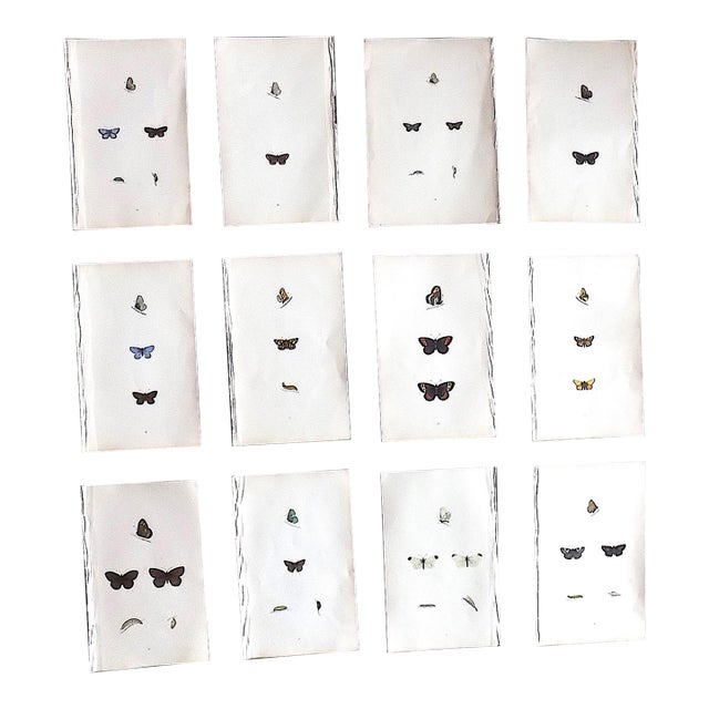 Antique 19th Century Hand Colored Butterfly Lithographs - Set of 12 For Sale