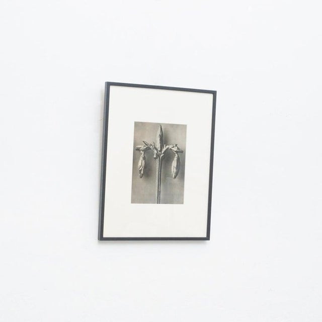Karl Blossfeldt, Black and White Botanical Image, 1942, Photogravure, Framed For Sale - Image 3 of 16