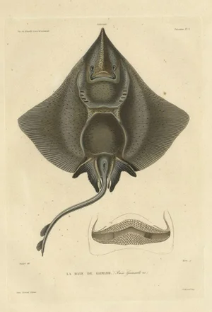 Gaimards Ray Fish, 1842, Paper