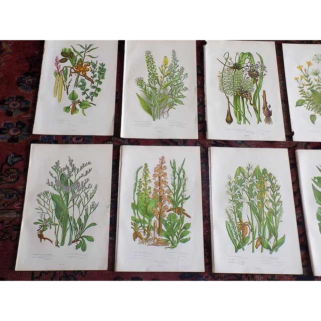 This set of twelve (12) authentic antique 19th century chromolithographs (each color laid in with a separate lithographic...