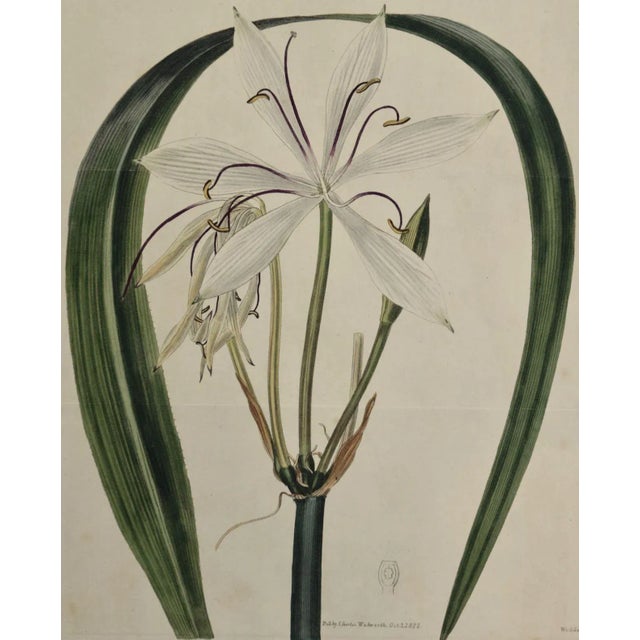 This early 19th century hand-colored double fold-out botanical engraving is entitled "Crinum Arenarium" (Water-Island Sand...