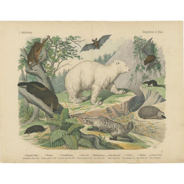 Antique Polar Bear Print with Bats and Hedgehog and Wolverine, 1890 For Sale - Image 3 of 12