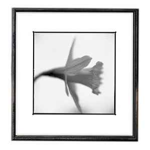 Paul Cooklin, Daffodil, Edition of 50 For Sale
