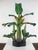 Mid-Century Hand-Carved Wooden Banana Tree Sculpture, South America, 1950s For Sale - Image 10 of 18