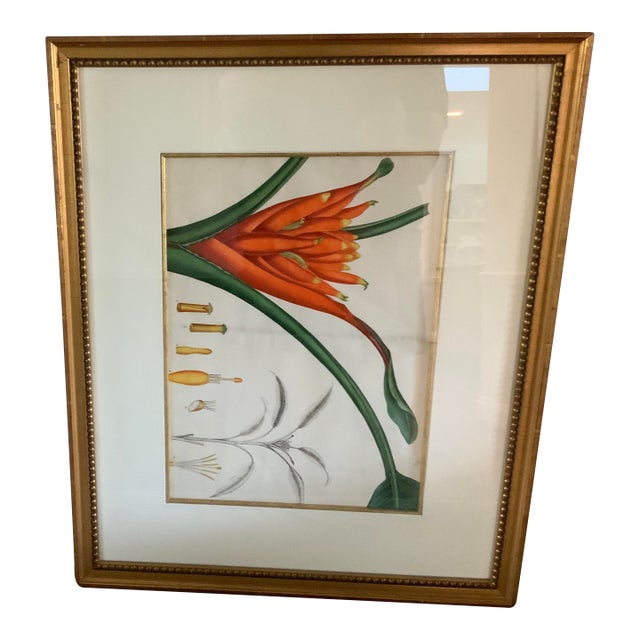 Double Matted Framed Botanical Illustration of Strelitziareginea – Bird of Paradise Crane Flower For Sale