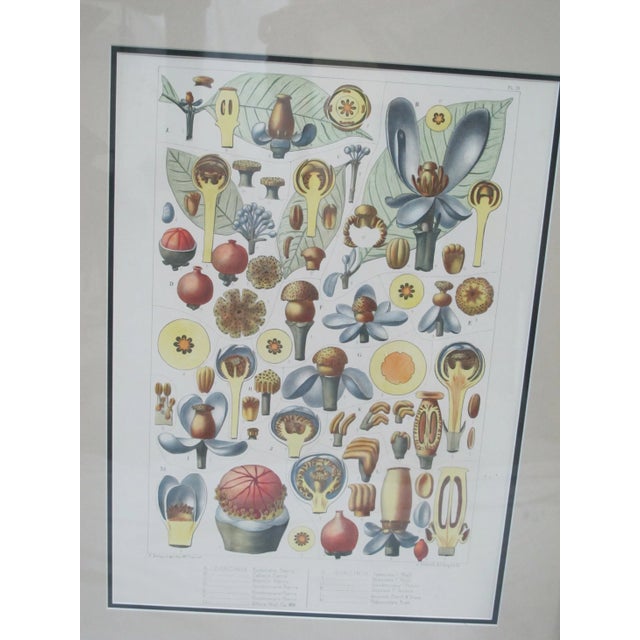Antique hand colored E Delpy illustration print. Plate 79 from Garcinia Anomala Planchon & Triana. Gilt wood frame...
