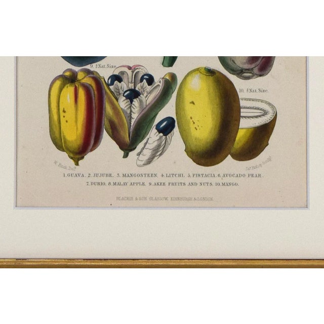 Late 19th Century 19th C Antique Hand Colored Tropical Fruit Print by William Rhind, London 1874 For Sale - Image 5 of 7