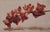 Narelle Zeller (Australian, b. 1978) "Cymbidium Orchids II", 2020 Oil on aluminum composite panel Signed by the artist,...