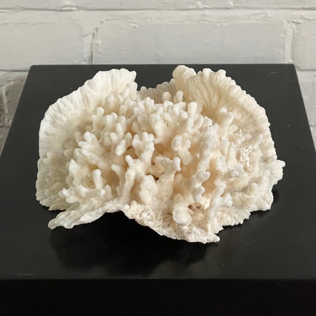 Vintage Natural Merulina White Coral Specimen For Sale - Image 11 of 13