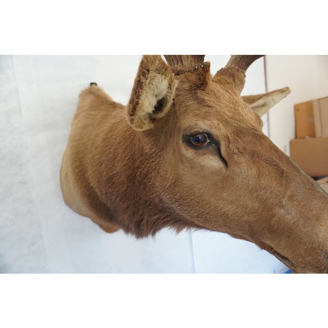 Elk Trophy Head Mount For Sale - Image 13 of 18