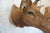 Elk Trophy Head Mount For Sale - Image 13 of 18