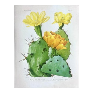 Vintage Yellow Flowering Cactus Botanical Reproduction Print Britton and Rose (1913) For Sale