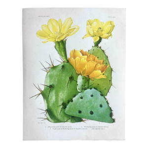 Vintage Yellow Flowering Cactus Botanical Reproduction Print Britton and Rose (1913)