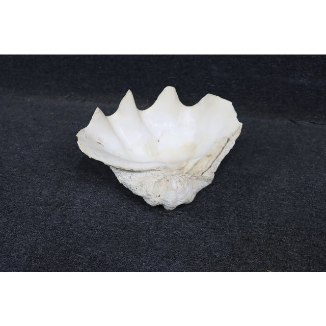 Coastal Oversized Tridacna Clam Shell For Sale - Image 3 of 7