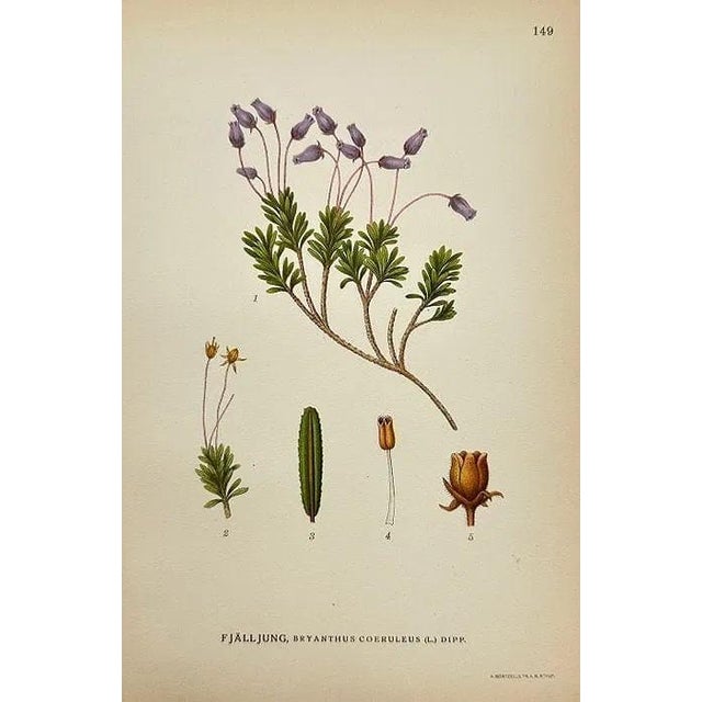 19th Century James Sowerby Botanical Prints – Common Club-Rush and Needle, Set of 10 For Sale - Image 9 of 11