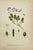 19th Century James Sowerby Botanical Prints – Common Club-Rush and Needle, Set of 10 For Sale - Image 9 of 11