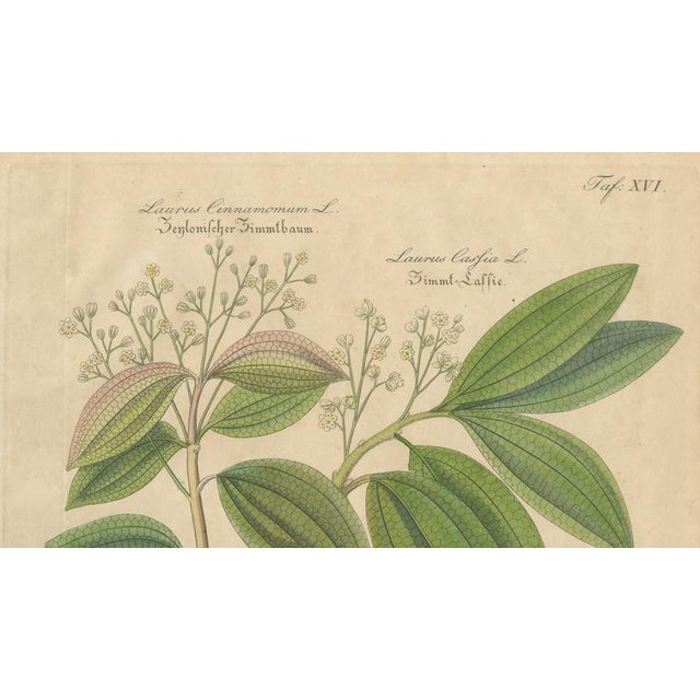 Laurus Cinnamomum and Cassia, 1800s, Paper For Sale - Image 3 of 10