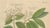 Laurus Cinnamomum and Cassia, 1800s, Paper For Sale - Image 3 of 10