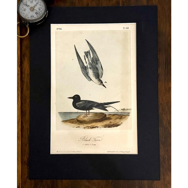 19th Century Audubon Black Tern Royal Octavo Hand-Colored Lithograph, Framed For Sale In Columbus - Image 6 of 7