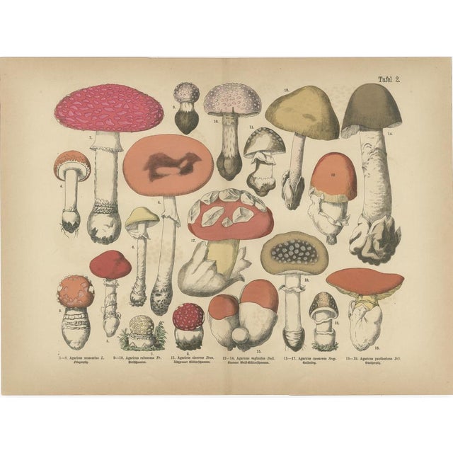 Late 19th Century Fly Agaric and Chanterelle Mushrooms, 1885, Paper, Set of 3 For Sale - Image 5 of 10