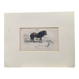 Rare 1840s Wild Sheland Pony 'Poney" Hand Colored Etching Sir William Jardine For Sale