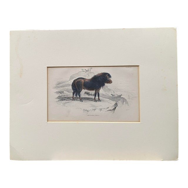 Rare 1840s Wild Sheland Pony 'Poney" Hand Colored Etching Sir William Jardine For Sale