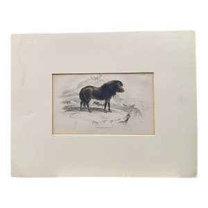 Rare 1840s Wild Sheland Pony 'Poney" Hand Colored Etching Sir William Jardine