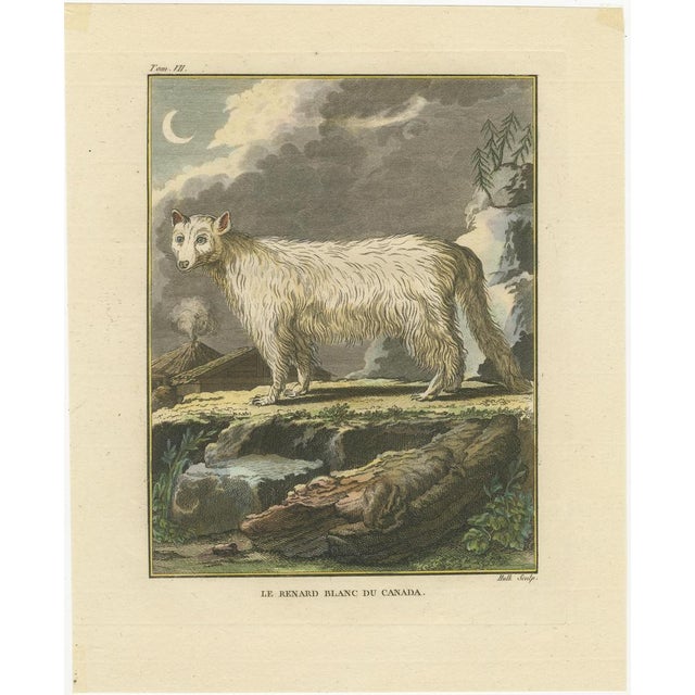 Black After Buffon, The White Fox of Canada Arctic Wildlife, Engraving, 1801 For Sale - Image 8 of 9