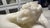 Italian School Artist, Nude Sculpture of Hermaphroditus, 19th Century, White Carrara Marble For Sale - Image 14 of 18