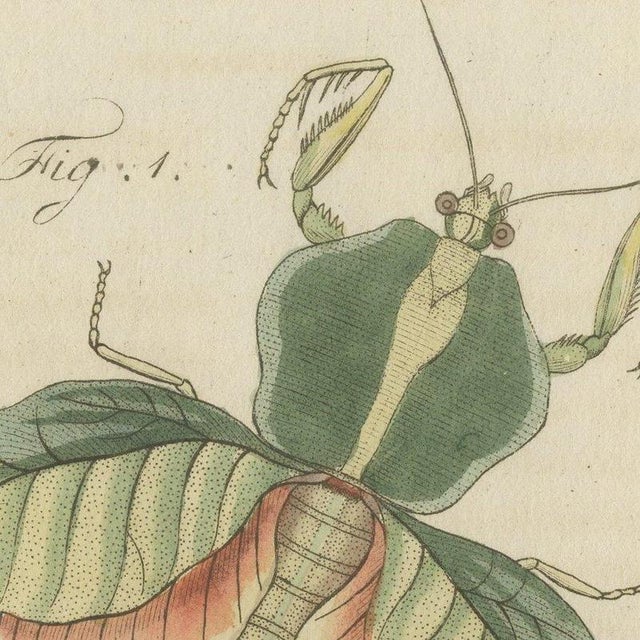 Beige Bertuch, Walking Leaf and Chinese Lantern Fly, 1805, Print For Sale - Image 8 of 12