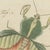 Beige Bertuch, Walking Leaf and Chinese Lantern Fly, 1805, Print For Sale - Image 8 of 12