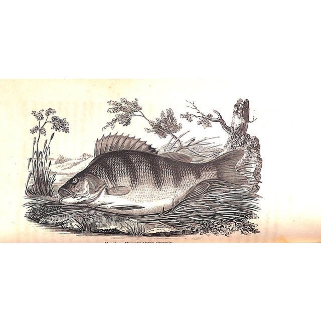"The Angler's Guide" Book 1825 Salter, T.F. For Sale In New York - Image 6 of 9
