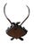 Cabin Large Black Forest Trophy Antler Mount on Carved Wood Plaque For Sale - Image 3 of 5