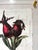 Vintage Rose Hip - Hand Textured Red Rose Hip Art For Sale - Image 4 of 7