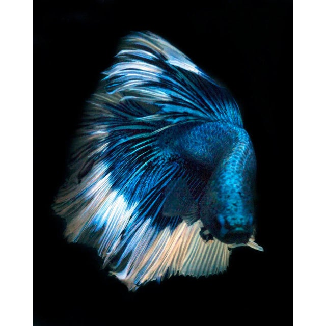 "Betta 70" Contemporary Photograph of a Fish For Sale