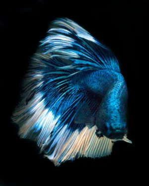 "Betta 70" Contemporary Photograph of a Fish