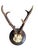 Roe deer trophy mounted on a wood plaque hole in skull???? bullet hole? Nice antlers!