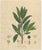 Antique Bay Laurel Botanical Print, Laurus Nobilis, Hand Colored, c.1831 This refined botanical engraving depicts Laurus...