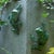 Bring a playful touch of wildlife to your garden with the Stone Garden Frog Wall Accent set. These adorable frogs,...
