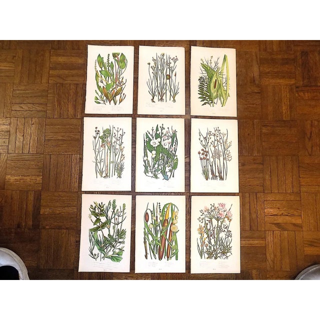 Green 19th Century Lithographs - Botanicals - Set of 9 For Sale - Image 8 of 8