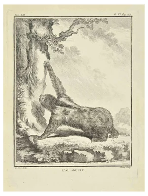 Jacques Baron, LAl Adulte, Etching, 1771