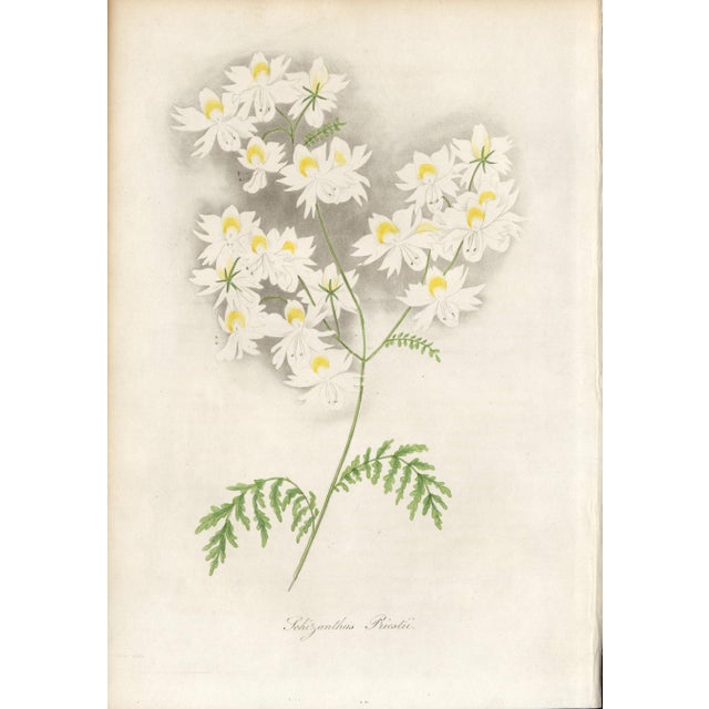 Collection of Sixteen Hand-Colored Botanical Prints by Sir Joseph Paxton, England, Circa 1850 For Sale - Image 17 of 17