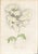 Collection of Sixteen Hand-Colored Botanical Prints by Sir Joseph Paxton, England, Circa 1850 For Sale - Image 17 of 17
