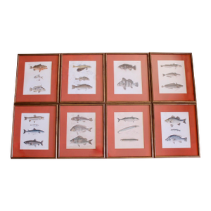 Hand Colored Fish Engravings, by John William Hill- Set of Eight