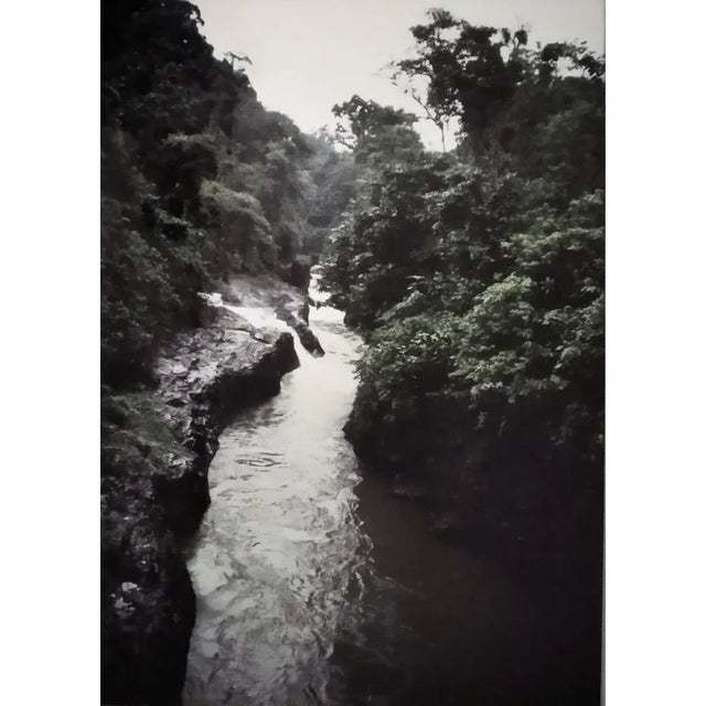 Contemporary AH, Nature Image, 1989, Photographic Print For Sale - Image 3 of 3