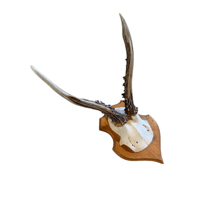 Roe deer trophy moujnted on a wood plaque.