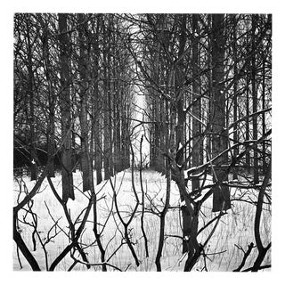 Paul Cooklin, Treeline, Edition of 50 For Sale