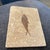 Fossilized Diplomystus Fish in Limestone - W/Stand For Sale - Image 4 of 4