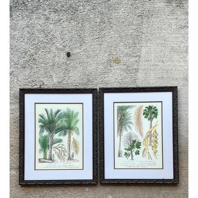 Late 20th Century Vintage Framed Botanical Palm Illustrations - Set of 2 For Sale - Image 5 of 15