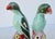 A Pair of green parrots from China in the early 20th century, a period of the 1910s-40s. A charming pair of birds with...